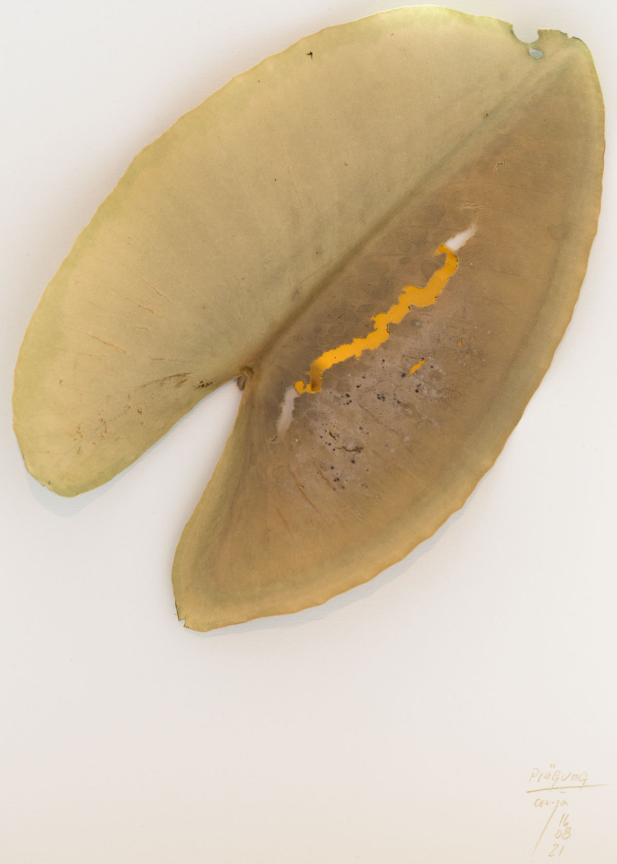 Anja Asche – Prägung, Din A4 Collagen Serie, Papier, Naturmaterialien, Messingscheibe, Kapa, 2021 / Imprint, Din A4 collage series, paper, natural materials, brass disc, Kapa// Berlin, Schwanenwerder, 2021