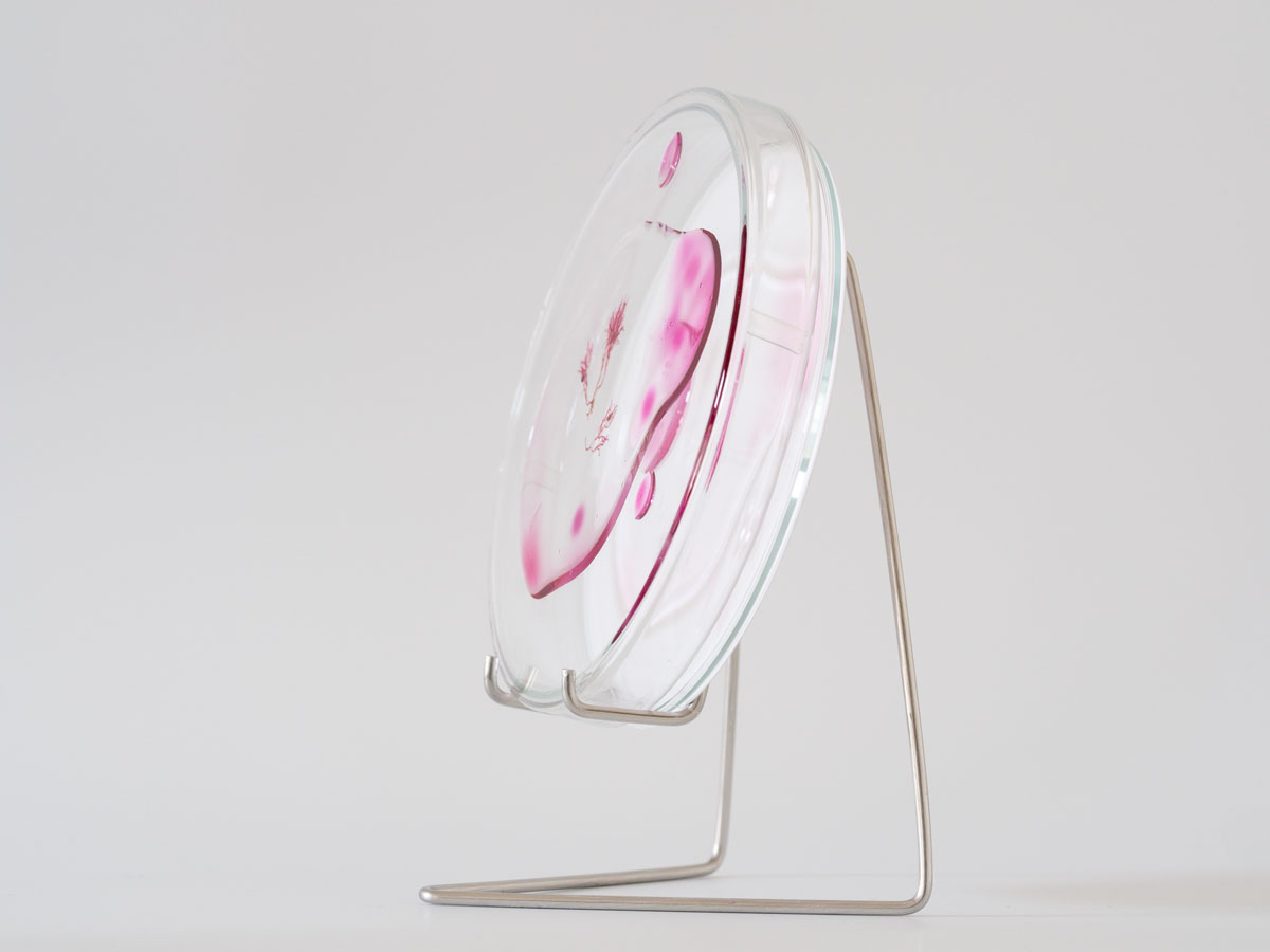 ANJA ASCHE - matter and light no.1, object art, detail nature, seed