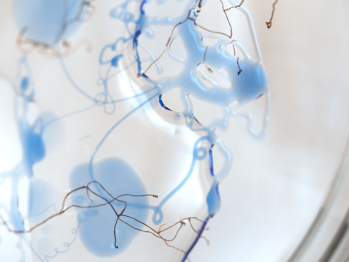 ANJA ASCHE - matter and light no.4, object art, petri dishes, detail