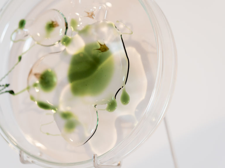 ANJA ASCHE - matter and light no.1, object art, detail petri dishes