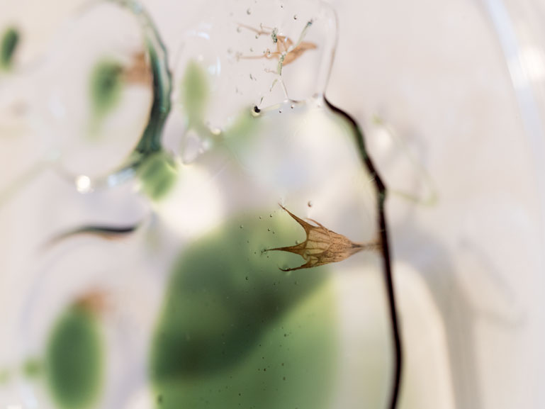 ANJA ASCHE - matter and light no.1, object art, detail nature, seed