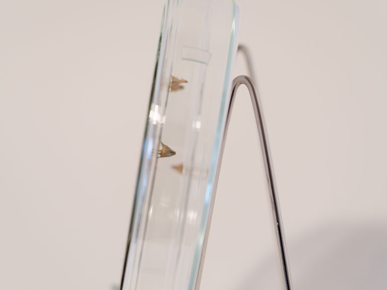 ANJA ASCHE - matter and light no.1, object art, side view glas and seed
