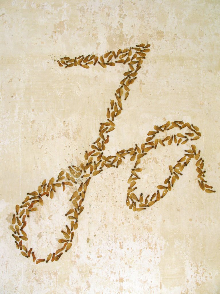 Ja. Wand-Installation aus Ahorn-Samen und Nägeln. Konzept Kunst von Anja Asche.