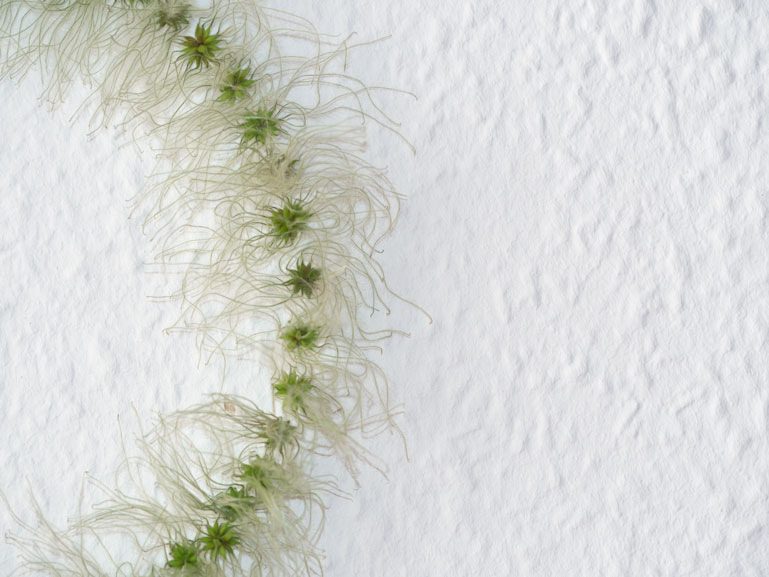 Anja Asche – Kleiner Feuerring. Wand-Installation aus Pflanzenteilen.