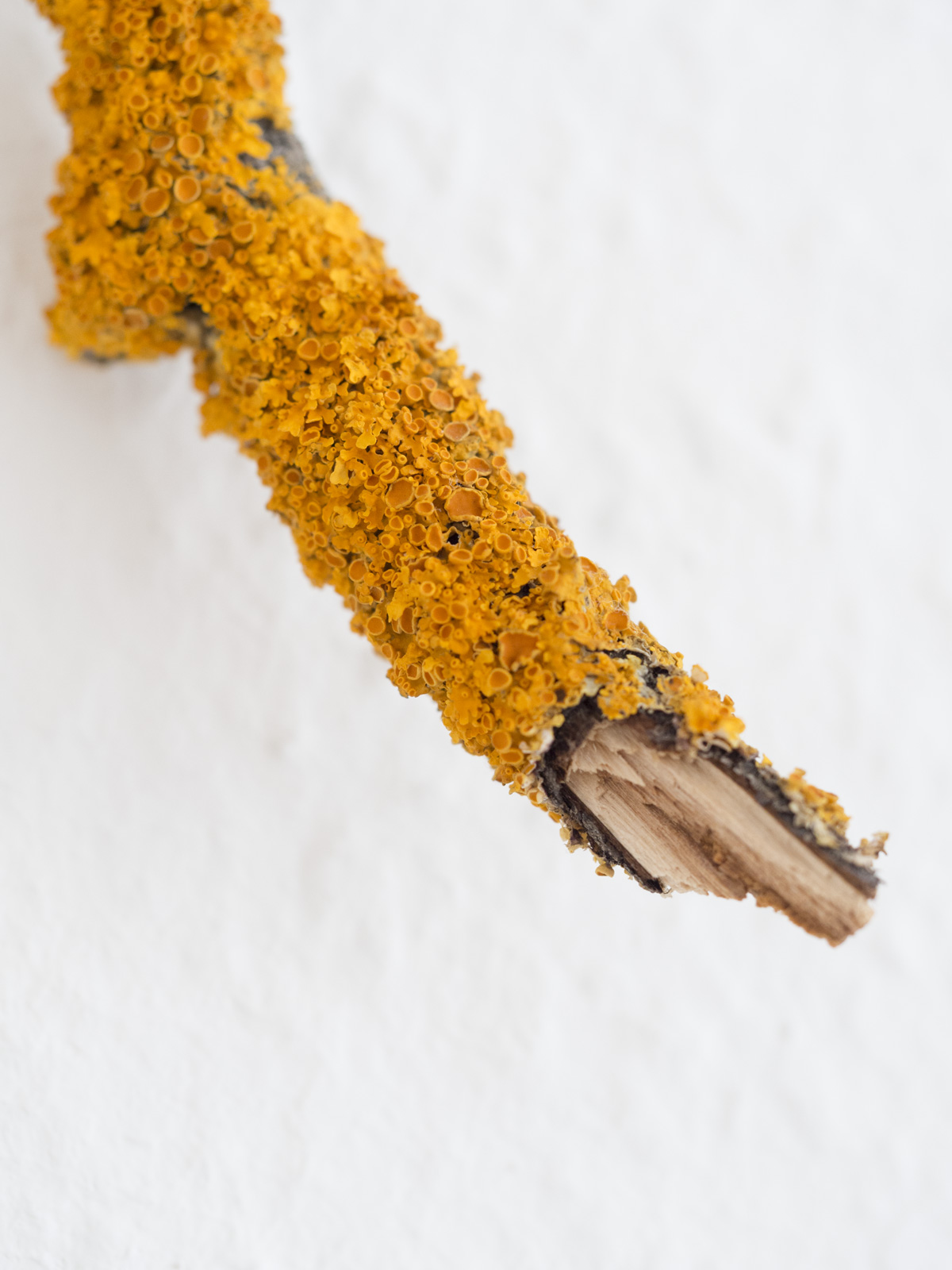 Identitaet. Wand-Installation aus Ästen. Konzept Kunst von Anja Asche.