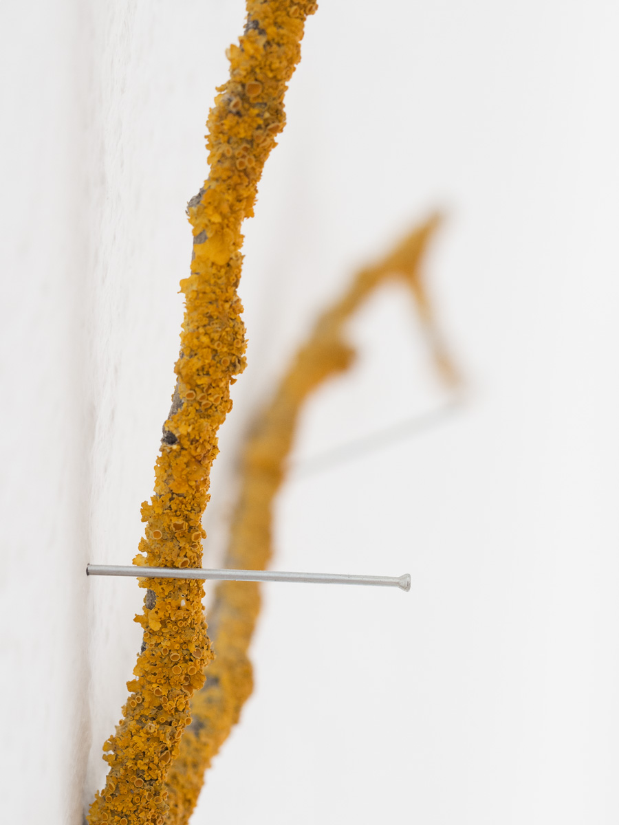 Identitaet. Wand-Installation aus Ästen. Konzept Kunst von Anja Asche.