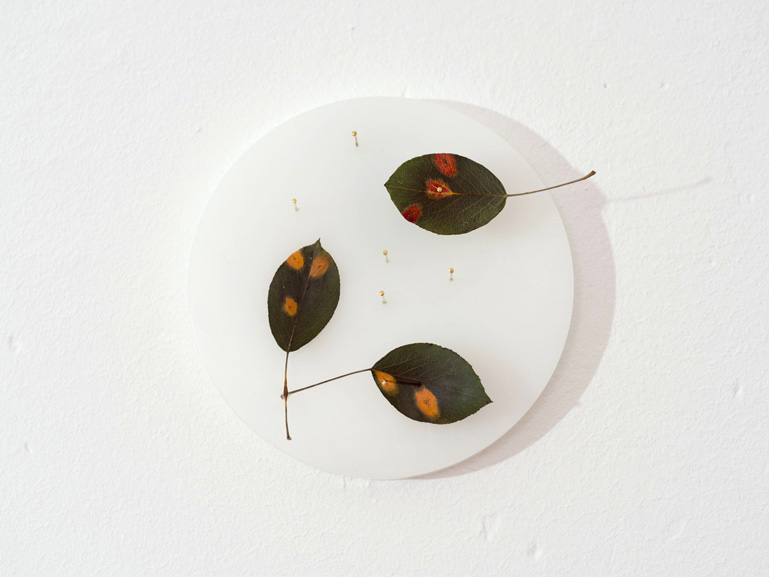 ANJA ASCHE – Erinnerung No.3 – No. 5. Objektart, wallobjects, sculpture, wax, grasses, leaves.