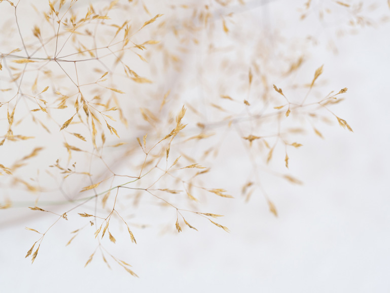 ANJA ASCHE – Erinnerung No.3 – No. 5. Objektart, wallobjects, sculpture, wax, grasses, leaves.